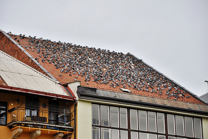 A2B Pest Control are able to install spikes to deter birds from roofs in Brook Green. 